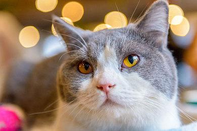 互动式影片《和她一起整顿职场！》Steam页面上线 发售日期待定